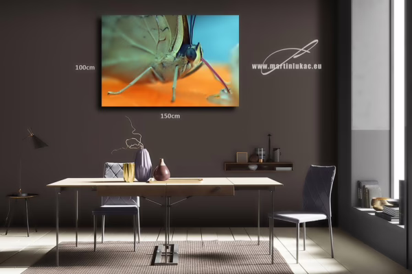 Obraz motýla při sání jako vizuálně něžný detail přírody, k prodeji v našem eshopu, autor Martin Lukač, pražský fotograf, www.martinlukac.eu