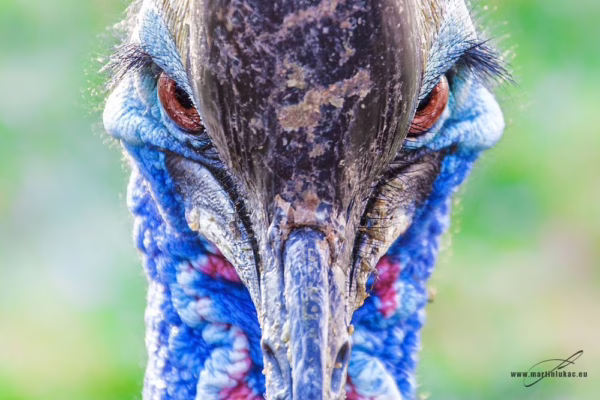 Intenzivní portrét exotického ptáka s pronikavýma očima a modrofialovou texturou, autor Martin Lukač, pražský fotograf, www.martinlukac.eu
