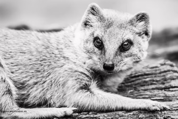 Černobílá verze šelmy se soustředěným pohledem a kontrastní kresbou srsti, autor Martin Lukač, pražský fotograf, www.martinlukac.eu