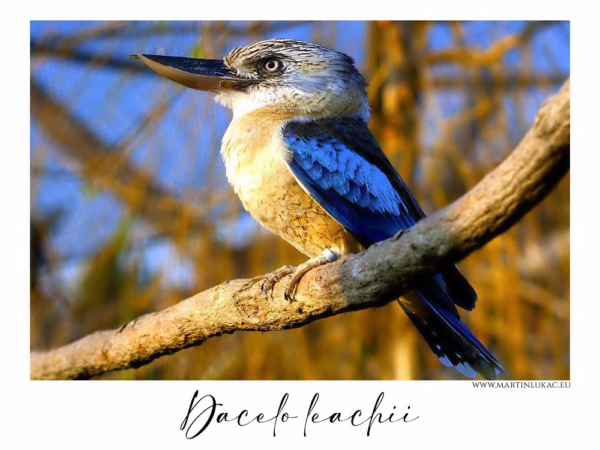 Ledňák modrokřídlý sedící na větvi s klidným pohledem a zářivým peřím, autor Martin Lukač, pražský fotograf, www.martinlukac.eu