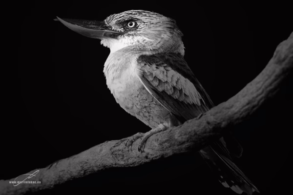 Černobílá verze ptáka zachyceného na větvi s výraznou strukturou a vyváženou kompozicí, autor Martin Lukač, pražský fotograf, www.martinlukac.eu