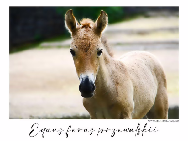 Mládě koně Převalského s jemným pohledem a hřejivým světlem na srsti, autor Martin Lukač, pražský fotograf, www.martinlukac.eu