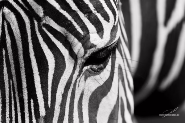 Černobílá verze detailu zebřího oka s důrazem na texturu a geometrii, autor Martin Lukač, pražský fotograf, www.martinlukac.eu