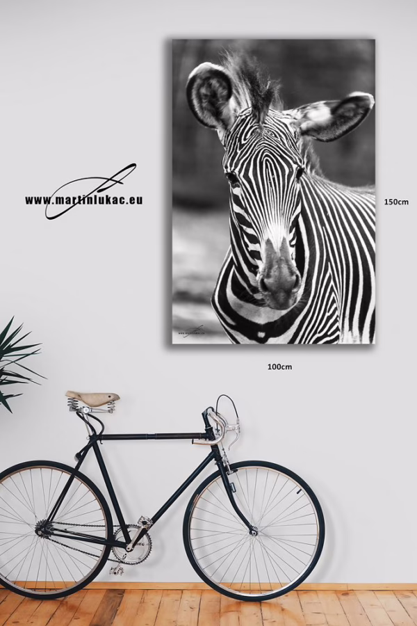 Umělecký portrét zebry jako výrazný interiérový motiv v černobílém stylu, k prodeji v našem eshopu, autor Martin Lukač, pražský fotograf, www.martinlukac.eu