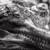 Černobílá verze portrétu gaviála s důrazem na texturu kůže a klidnou sílu, autor Martin Lukač, pražský fotograf, www.martinlukac.eu
