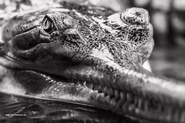 Černobílá verze portrétu gaviála s důrazem na texturu kůže a klidnou sílu, autor Martin Lukač, pražský fotograf, www.martinlukac.eu