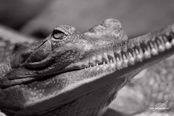 Černobílá verze portrétu plazí hlavy s důrazem na oči a linie čelistí, autor Martin Lukač, pražský fotograf, www.martinlukac.eu