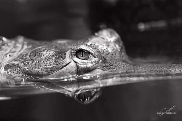 Černobílý portrét plazí hlavy částečně ponořené ve vodě s ostrým kontrastem, autor Martin Lukač, pražský fotograf, www.martinlukac.eu