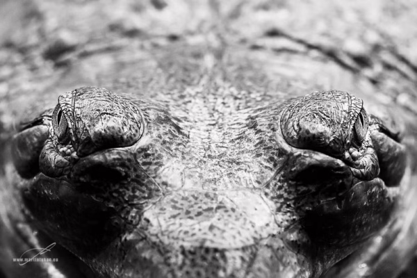 Černobílá verze extrémního detailu s plastickou kresbou a napětím v tichu, autor Martin Lukač, pražský fotograf, www.martinlukac.eu