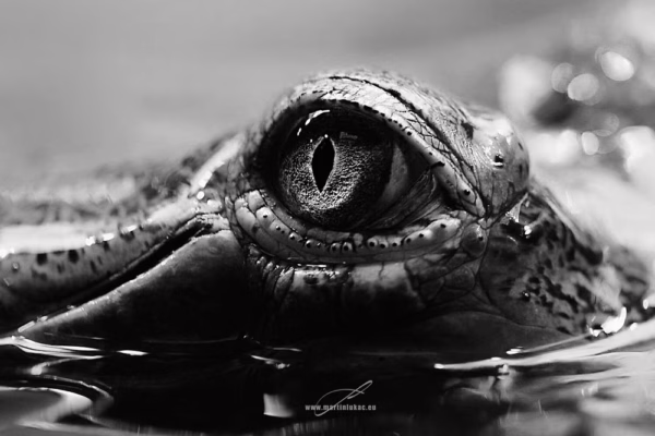 Černobílý portrét oka plazího dravce ve vodním prostředí s napětím, autor Martin Lukač, pražský fotograf, www.martinlukac.eu