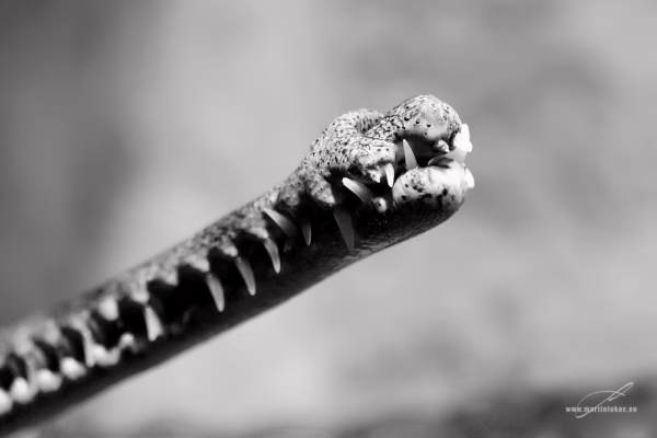 Černobílá verze extrémního detailu s důrazem na hrot a napětí v linii, autor Martin Lukač, pražský fotograf, www.martinlukac.eu