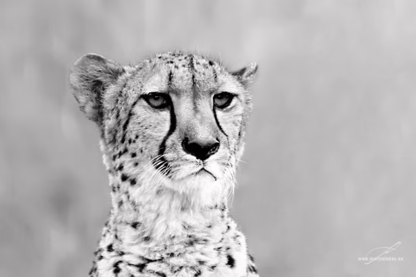 Černobílá verze portrétu šelmy s důrazem na oči a kresbu skvrn, autor Martin Lukač, pražský fotograf, www.martinlukac.eu
