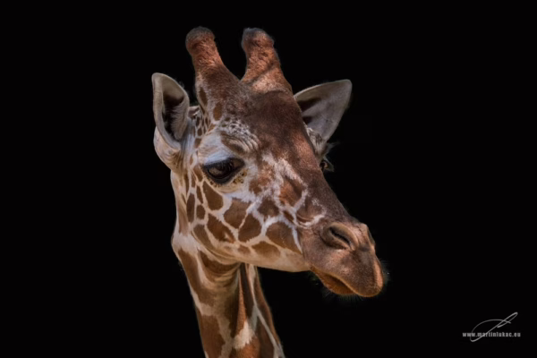 Klidný pohled žirafy s detailní kresbou skvrn a světlem na čele, autor Martin Lukač, pražský fotograf, www.martinlukac.eu