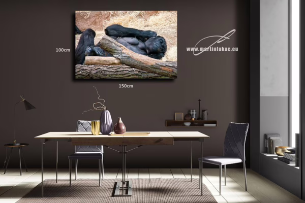 Obraz gorily ve chvíli hlubokého odpočinku jako tichý motiv pro interiér, k prodeji v našem eshopu, autor Martin Lukač, pražský fotograf, www.martinlukac.eu