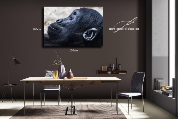 Obraz spící gorily jako hluboký a meditační motiv do interiéru, k prodeji v našem eshopu, autor Martin Lukač, pražský fotograf, www.martinlukac.eu