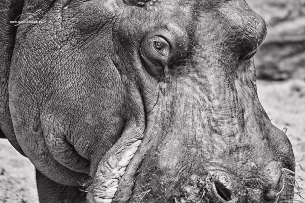 Černobílá verze portrétu hrocha s důrazem na strukturu a ticho, autor Martin Lukač, pražský fotograf, www.martinlukac.eu