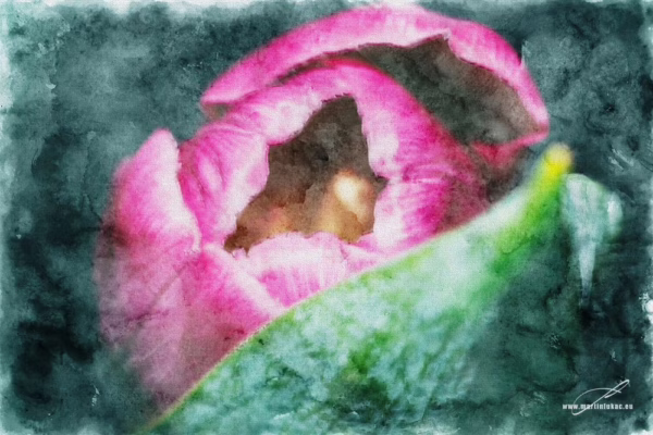 Růžový květ tulipánu s listem ve stylizované malbě, autor Martin Lukač, pražský fotograf, www.martinlukac.eu
