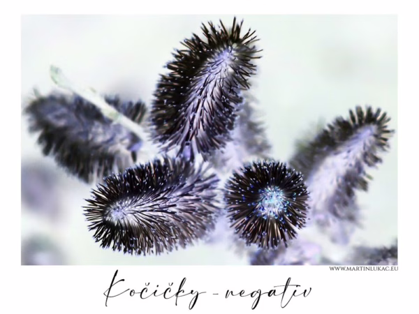 Detail větvičky kočiček zobrazených v negativních barvách, autor Martin Lukač, pražský fotograf, www.martinlukac.eu