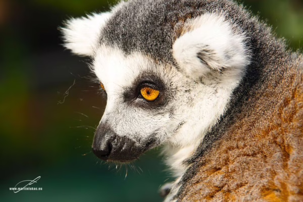 Lemur v bočním pohledu, zaostřený na oko a obličej s ostrým výrazem, autor Martin Lukač, pražský fotograf, www.martinlukac.eu