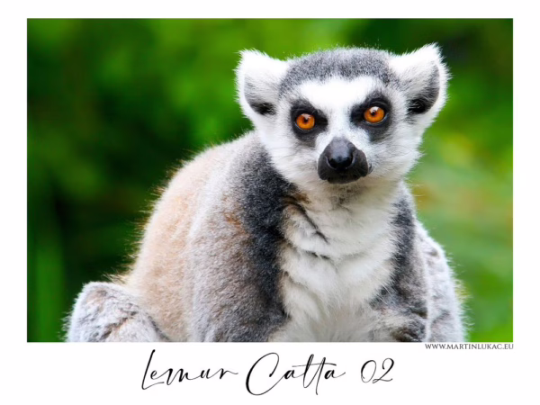 Lemur kata s upřeným pohledem a výraznými oranžovými očima, autor Martin Lukač, pražský fotograf, www.martinlukac.eu