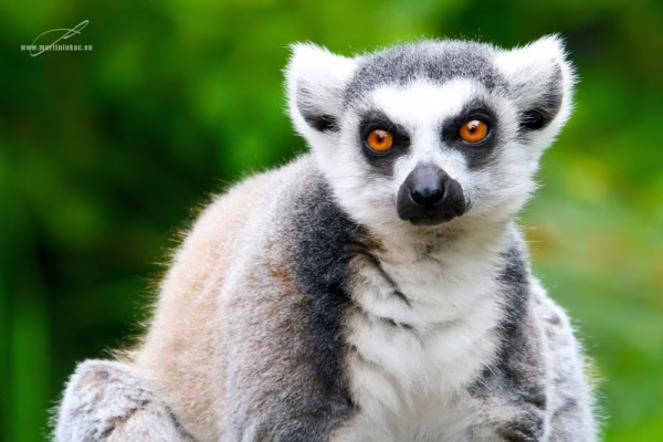 Zvídavý lemur sedící ve světle před rozostřeným zeleným pozadím, autor Martin Lukač, pražský fotograf, www.martinlukac.eu