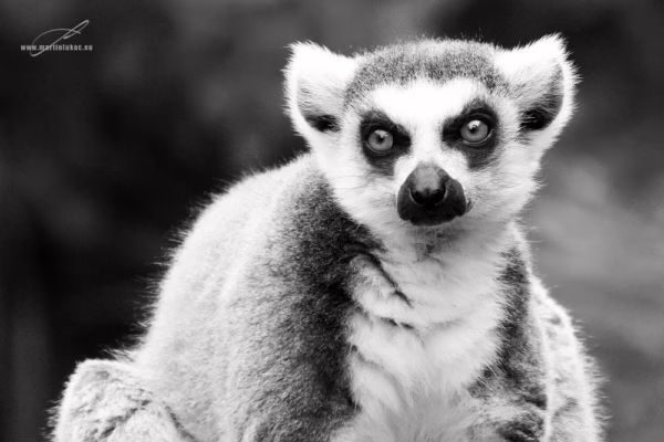 Černobílá verze portrétu lemura s důrazem na oči a strukturu srsti, autor Martin Lukač, pražský fotograf, www.martinlukac.eu