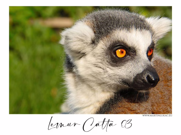Portrét lemura kata se žhnoucíma oranžovýma očima a intenzivním pohledem, autor Martin Lukač, pražský fotograf, www.martinlukac.eu