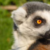 Lemur sledující pohyb v trávě, s jasně modelovanou srstí a napětím ve výrazu, autor Martin Lukač, pražský fotograf, www.martinlukac.eu
