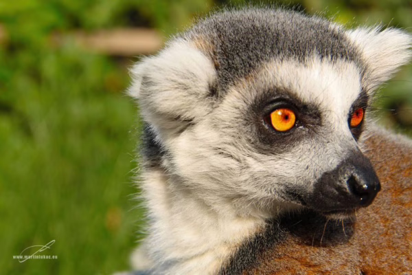 Lemur sledující pohyb v trávě, s jasně modelovanou srstí a napětím ve výrazu, autor Martin Lukač, pražský fotograf, www.martinlukac.eu