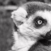 Černobílá verze dramatického portrétu lemura s důrazem na oči a profil, autor Martin Lukač, pražský fotograf, www.martinlukac.eu