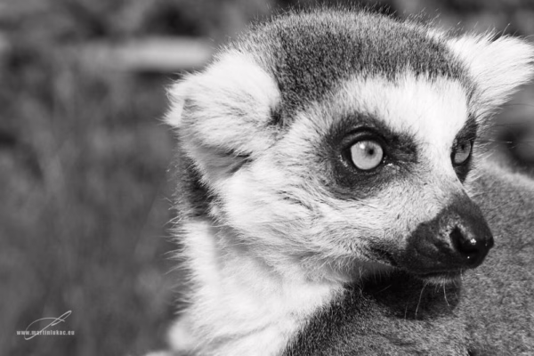 Černobílá verze dramatického portrétu lemura s důrazem na oči a profil, autor Martin Lukač, pražský fotograf, www.martinlukac.eu