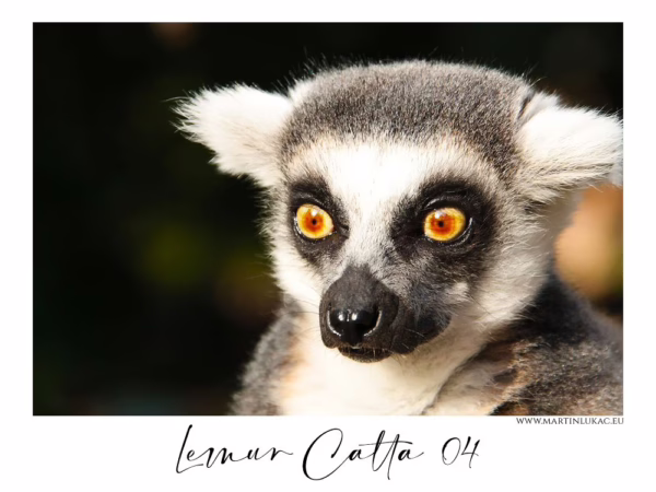 Lemur kata s intenzivním pohledem a zářícíma očima ve světle, autor Martin Lukač, pražský fotograf, www.martinlukac.eu