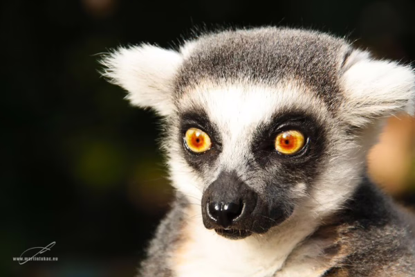 Výraz lemura v přímém pohledu s kontrastní srstí a napjatým výrazem, autor Martin Lukač, pražský fotograf, www.martinlukac.eu