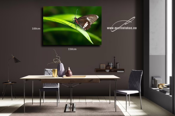Obraz motýla v přírodní rovnováze – elegance, lehkost a přesnost, k prodeji v našem eshopu, autor Martin Lukač, pražský fotograf, www.martinlukac.eu