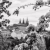 Pražský hrad a Petřín mezi květy v černobílém jarním záběru, autor Martin Lukač, pražský fotograf, www.martinlukac.eu