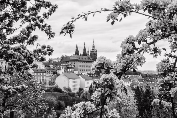 Pražský hrad a Petřín mezi květy v černobílém jarním záběru, autor Martin Lukač, pražský fotograf, www.martinlukac.eu