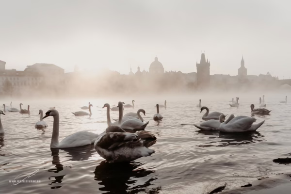 Labutě plující ve vltavské mlze s panoramatem Prahy v pozadí, autor Martin Lukač