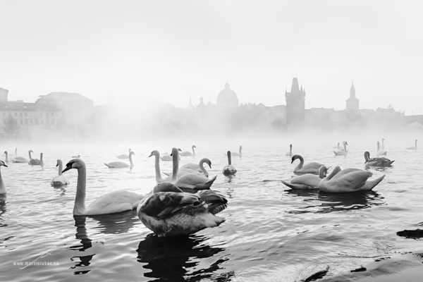 Labutě plující ve vltavské mlze s panoramatem Prahy v pozadí, autor Martin Lukač, černobílá