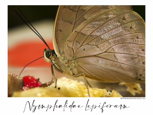 Makro záběr motýla z čeledi Nymphalidae při krmení na ovoci, autor Martin Lukač, pražský fotograf, www.martinlukac.eu