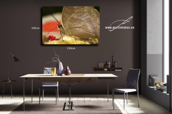 Obraz motýla zblízka jako studie detailu a soustředěné přítomnosti, k prodeji v našem eshopu, autor Martin Lukač, pražský fotograf, www.martinlukac.eu