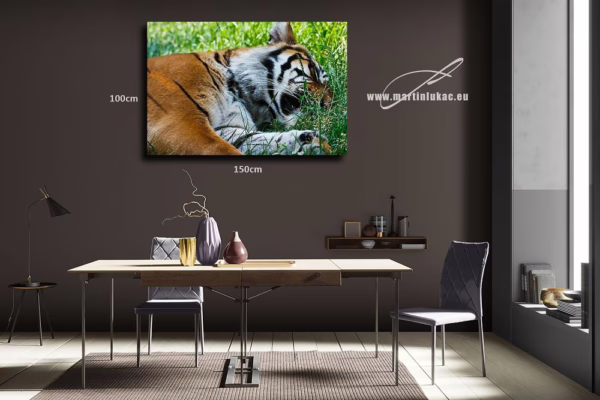 Obraz tygra jako symbolu míru, ticha a majestátu, k prodeji v našem eshopu, autor Martin Lukač, pražský fotograf, www.martinlukac.eu