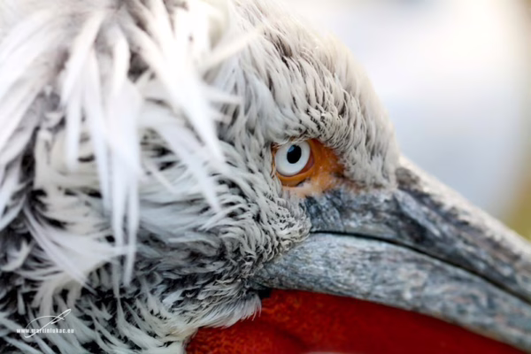 Bílý pelikán s intenzivním pohledem a ostrým zobákem ve zlatavém světle, autor Martin Lukač, pražský fotograf, www.martinlukac.eu