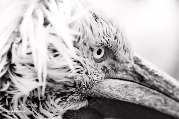 Černobílá verze výtvarně laděného portrétu pelikána s důrazem na texturu, autor Martin Lukač, pražský fotograf, www.martinlukac.eu