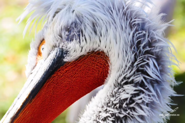 Pelikán s elegantně zakřiveným krkem a oranžovým hrdlem ve světle, autor Martin Lukač, pražský fotograf, www.martinlukac.eu