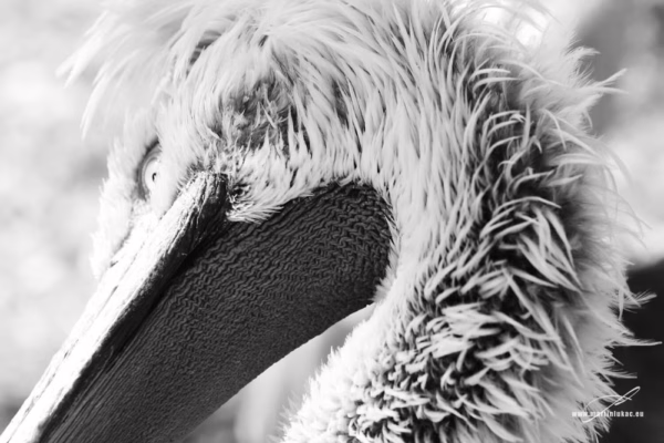Černobílá verze graficky výrazného portrétu pelikána s důrazem na strukturu, autor Martin Lukač, pražský fotograf, www.martinlukac.eu