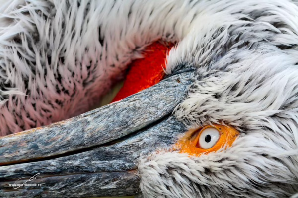 Odpočívající pelikán se zavřeným tělem a otevřeným pohledem v dramatickém kontrastu, autor Martin Lukač, pražský fotograf, www.martinlukac.eu