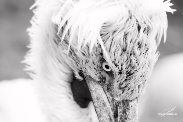 Detailní černobílá verze zdůrazňující strukturu a výraz pelikána, autor Martin Lukač, pražský fotograf, www.martinlukac.eu