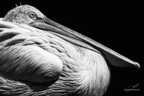 Výrazná kompozice pelikána s plastickým světlem a sošnou formou, autor Martin Lukač, pražský fotograf, www.martinlukac.eu