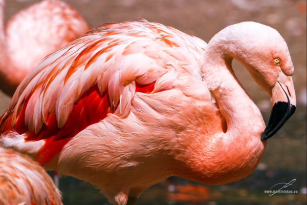 Růžové peří s nádechem červené v záři slunečního světla, autor Martin Lukač, pražský fotograf, www.martinlukac.eu