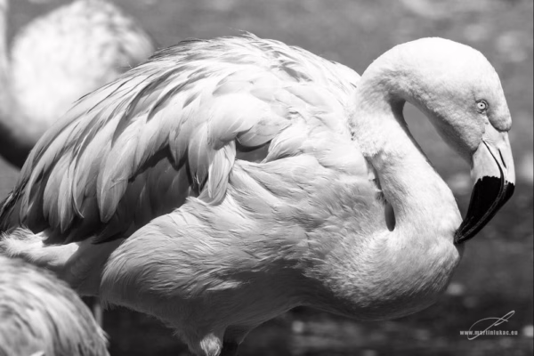 Elegantní postava plameňáka na klidném pozadí, zachycená v poetickém detailu, autor Martin Lukač, pražský fotograf, www.martinlukac.eu